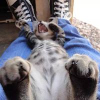 gatito_josmar