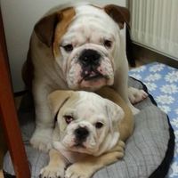 jose_manuel_veiga_legaspi